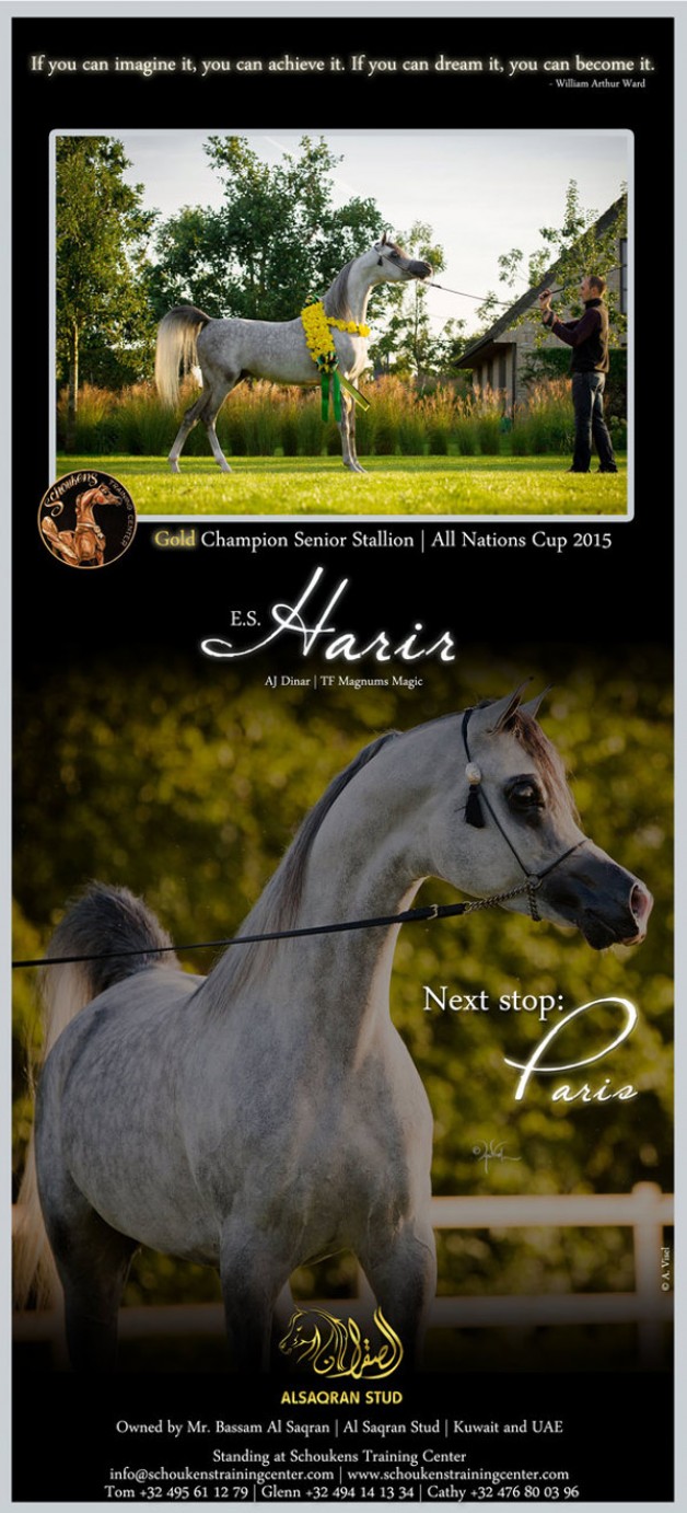 E.S. Harir | Gold Champion Senior Stallion Aachen 2015