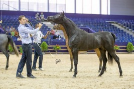 النقل المباشر للبطولة الدولية لجمال الخيل العربية الأصيلة بالجديدة  ٢٠١٥- المغرب