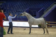 مقتطفات من بطولة كأس المربين المغاربه ٢٠١٥ لجمال الخيل العربية الأصيلة