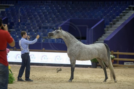 مقتطفات من بطولة كأس المربين المغاربه ٢٠١٥ لجمال الخيل العربية الأصيلة