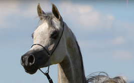 عذبة و المهرة (شيرين باي عايشه)  بطلة المهرات ببطولة بروق انتر كب