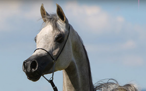 عذبة و المهرة (شيرين باي عايشه) بطلة المهرات ببطولة بروق انتر كب