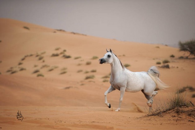 السعودية .. أقدم البقاع التي عرفتها البشرية لاستئناس الخيل