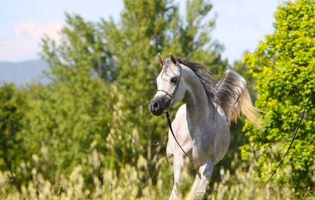«شرين» و«مياسة» و«ماجورا» و«نجم بن أترنتي» الأجمل في بارغ