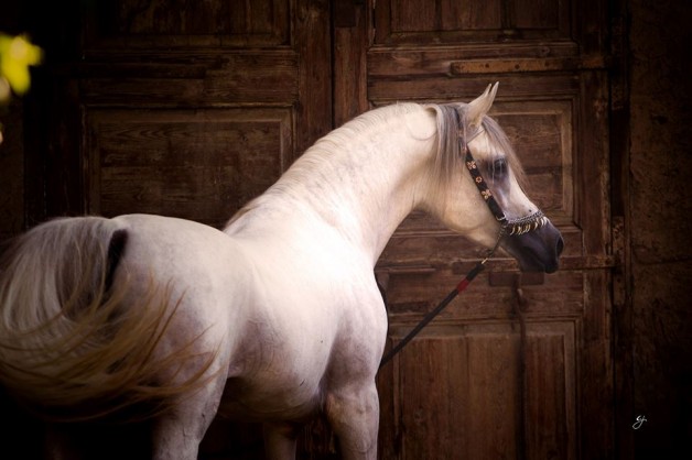 خيل الصحابة رضوان الله عليهم