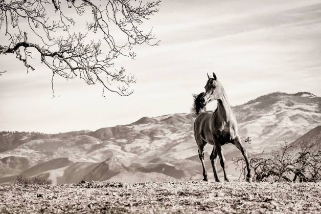 6 نصائح أساسية لضمان صحة الحصان خلال فصل الخريف