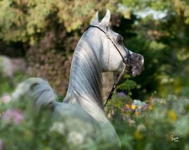 عاشق للخيل في بريطانيا يطلب لقاء حصانه قبل الوفاة