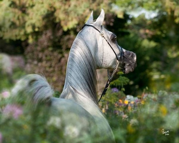 عاشق للخيل في بريطانيا يطلب لقاء حصانه قبل الوفاة
