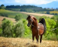 طريقة قياس نبض الخيول 