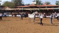 ٢٠٠ من الخيل العربية تتنافس غداً على بطولة فلسطين الدولية الثالثة للجمال