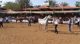 ٢٠٠ من الخيل العربية تتنافس غداً على بطولة فلسطين الدولية الثالثة للجمال