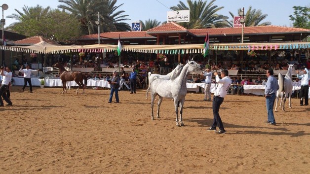 ٢٠٠ من الخيل العربية تتنافس غداً على بطولة فلسطين الدولية الثالثة للجمال
