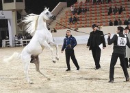 مركز الجواد العربي بالكويت ينظم أربعة مهرجانات كبرى لجمال الخيل العربية