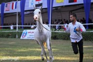 انطلاق مهرجان الخيول  العربية بمصر بمشاركة 350 من الخيل في محطة الزهراء – فيديو