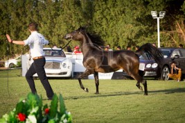 بدء التسجيل ببطولة منطقة مكة المكرمة (جدة) السابعة لجمال الجواد العربي لعام ٢٠١٦م