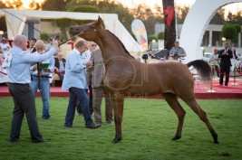 النسخة الثامنة من بطولة منطقة مكة المكرمة الدولية لجمال الجواد العربي حافلة بالجوائز والمفاجئات – للتسجيل