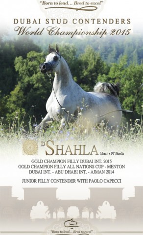 Dubai Stud Paris Contenders 2015 – D SHAHLA