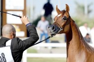 Kuwailt National Arabian Horse Festival 2015 kicks off amid fierce competitions