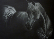 البطولة الوطنية الأكثر تميزًا بشمال امريكا تبدأ غداً