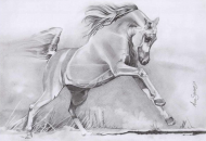 البطولة الدولية لجمال الخيول العربية بفلسطين تنطلق يوم 18 المقبل