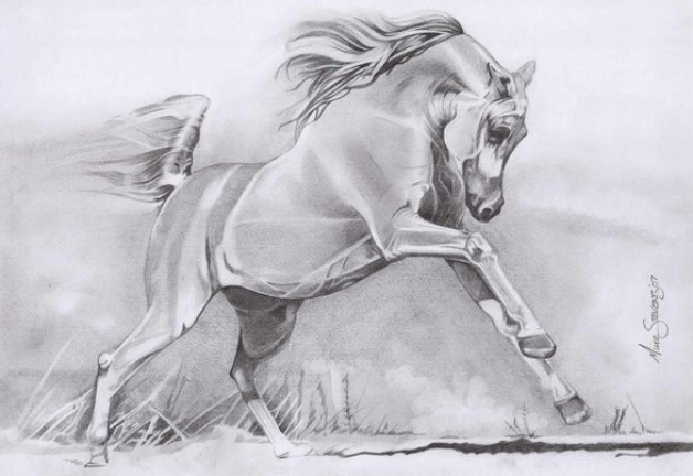 البطولة الدولية لجمال الخيول العربية بفلسطين تنطلق يوم 18 المقبل