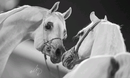 «رمضان» و« الحور» أجمل جياد بطولات الشرق الأوسط لجمال الخيول