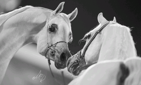 «رمضان» و« الحور» أجمل جياد بطولات الشرق الأوسط لجمال الخيول