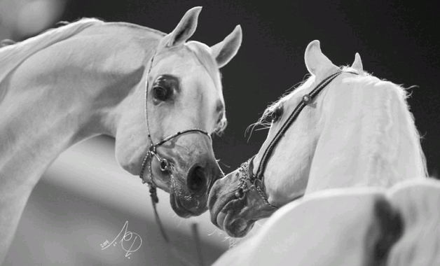 «رمضان» و« الحور» أجمل جياد بطولات الشرق الأوسط لجمال الخيول