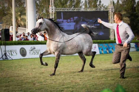 مقتطفات اليوم الختامي من بطولة مكة المكرمة الدولية السادسة بمزرعة الصواري محافظة جدة