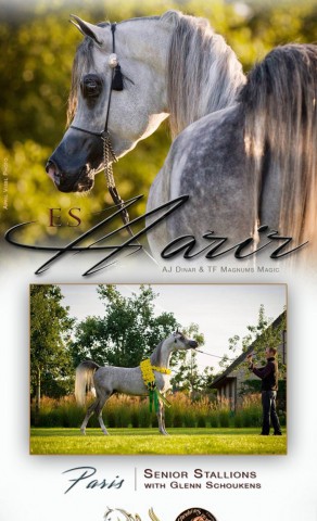 E.S. HARIR – GOLD CHAMPION STALLION AACHEN – NEXT PARIS