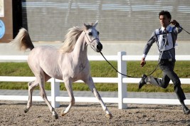 بطولة الكويت الخامسة لجمال الخيل المنتجة محلياً تنطلق اليوم