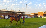 Quality is the Most Important:  Auction Sales of Al Muawad Stud for Purebred Arabian Horses Exceed 2 Million Saudi Riyals