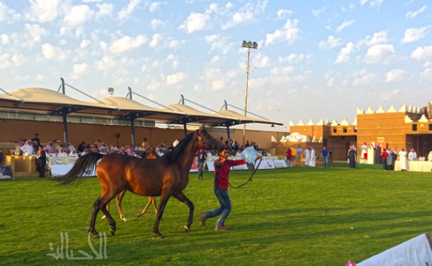 Quality is the Most Important:  Auction Sales of Al Muawad Stud for Purebred Arabian Horses Exceed 2 Million Saudi Riyals