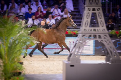 مقتطفات من اليوم الأول لبطولة العالم لجمال الخيل العربية الأصيلة – باريس ٢٠١٥