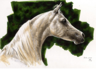 «الخالدية» تعيد ملاك الجواد العربي إلى الواجهة اليوم بمشاركة 160 رأساً