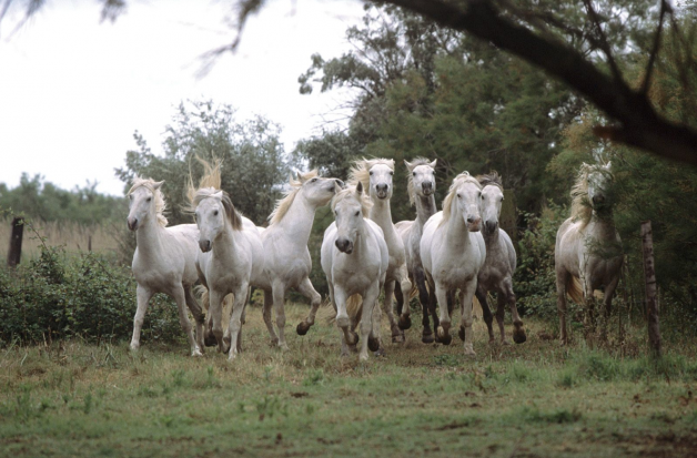قطر تمنع مشاركة الجياد المصرية في الدورة العربية‏!‏