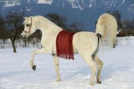 الخيول في الشتاء