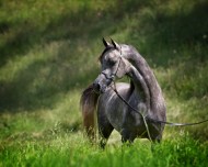 قصة مثل: أحق الخيل بالركض المعار