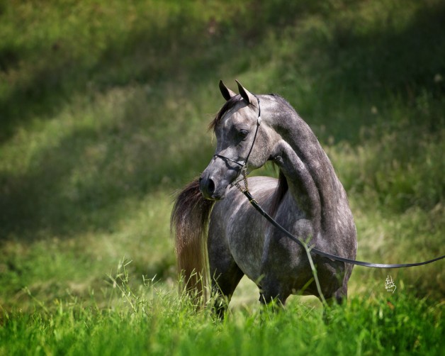 قصة مثل: أحق الخيل بالركض المعار