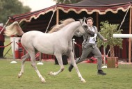 نادي الفروسية بقطر يختتم بطولة جمال الخيل المحلية الـ 18 اليوم