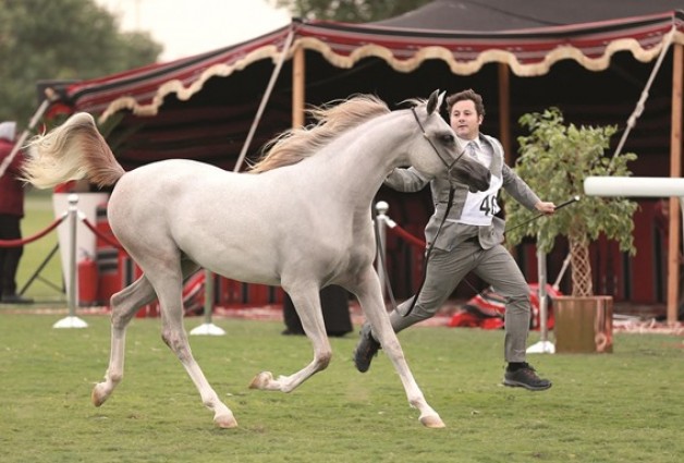 نادي الفروسية بقطر يختتم بطولة جمال الخيل المحلية الـ 18 اليوم