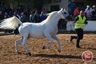 نجاح كبير لبطولة أبطال فلسطين الدولية لجمال الخيول العربية الأصيلة