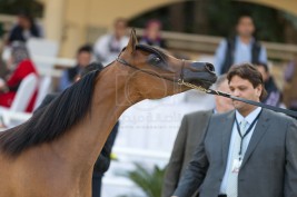 افتتاح بطولة «الجواد العربي» الخامسة لمربي الخيل العربية الأصيلة بمصر – مقتطفات اليوم الأول