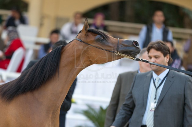 افتتاح بطولة «الجواد العربي» الخامسة لمربي الخيل العربية الأصيلة بمصر – مقتطفات اليوم الأول