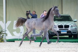 اليوم .. يقام مزاد علني لبيع الخيول العربية بوزارة الزراعة بمصر