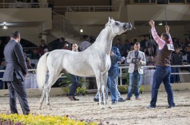 «الزراعة المصرية» تستعد لتنظيم مهرجان الخيول العربية بالزهراء.. 17 نوفمبر