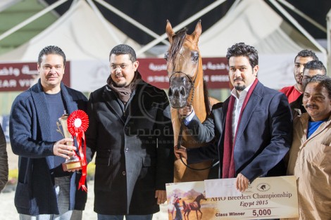 المنافسة تستمر ببطولة «الجواد العربي» الخامسة لمربي الخيل العربية الأصيلة بمصر – مقتطفات اليوم الثاني