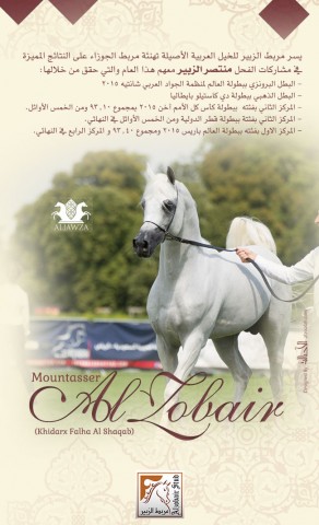 مربط الزبير يهنئ مربط الجوزاء على نتائج منتصر الزبير