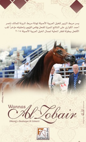 مربط الزبير يهنئ مربط المرونة تحقيق وناس الزبير ذهب بطلولة قطر