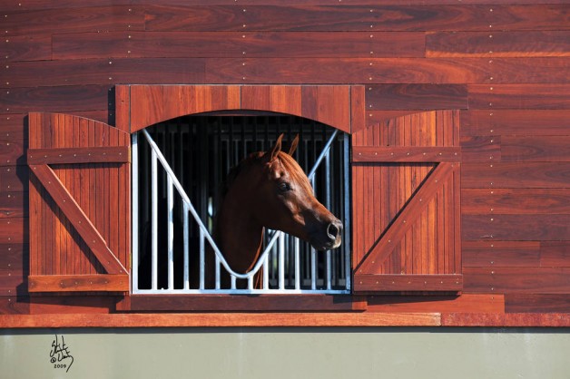 أسماء خيول السباق